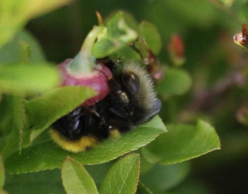 Bombus jonellus